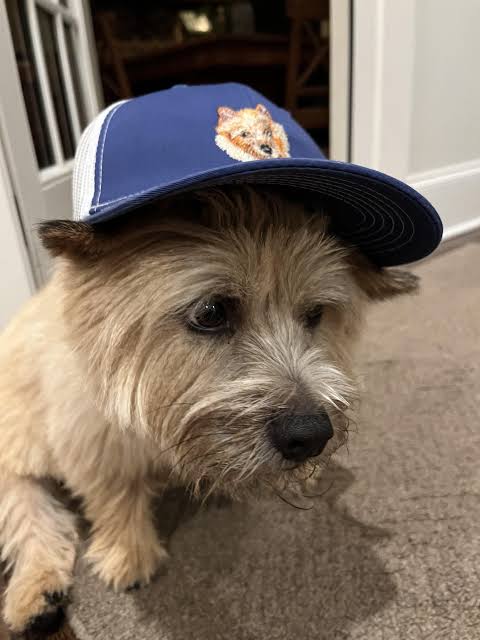 I watched Best in Show (2000) : r/iwatchedanoldmovie
