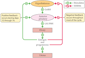 46 3 The Human Female Reproduction System Part 2