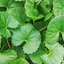 Image result for Centella asiatica