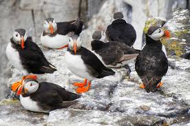 We did not find results for: Burung Puffin Di Pulau Bering Banyak Ditemukan Mati Apa Sebabnya Ya Semua Halaman Bobo