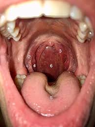 Image result for tonsilla palatina