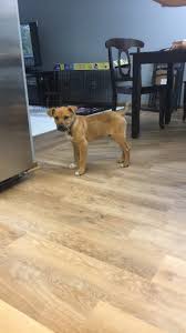 According to real estate experts, the average roi for installing hardwood floors is about 70% to 80%, and wood floors can boost the sales price of your home as much as 2.5%. Should We Replace Flooring With Hardwood Or Lvt Homeimprovement