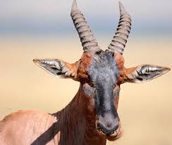 Tanzania's serengeti national park during the wildebeest migration. 5ouvzxqjqbbqm