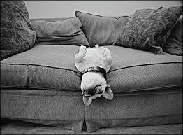 You Re Seriously Thinking About Getting A Dog No Having A Baby No Definitely Getting A Dog Baby Dogs Dogs Best Facebook Cover Photos