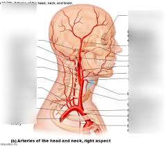 The common carotid arteries ascend into the head, via the neck, from the aorta, and delivery oxygenated blood to the brain, head, face, etc. Arteries Of The Head Neck And Brain Diagram Quizlet