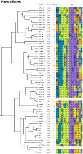 To help you navigate the changing times (and understand just what it is your younger, single friends are talking about) we put together the ultimate guide to dating slang terms. Evolutionary History Of Cotranscriptional Editing In The Paramyxoviral Phosphoprotein Gene Biorxiv
