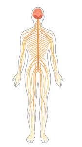 If you imagine the cns as the main highway, then the pns forms all the connecting secondary roads. Peripheral Nervous System Ck 12 Foundation