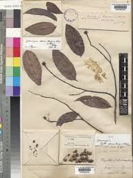 Image result for Sphaerocoryne gracilis