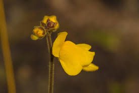 Image result for Genlisea