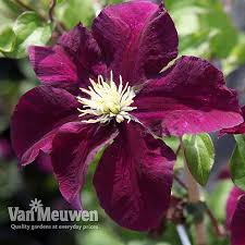 Maybe you would like to learn more about one of these? Clematis Warszawska Nike Van Meuwen
