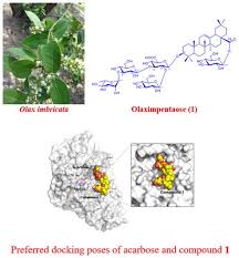 Image result for Olax obtusifolia