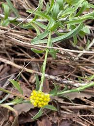 Image result for Pycreus chrysanthus