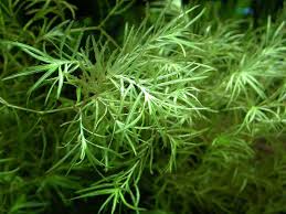 Image result for Najas horrida