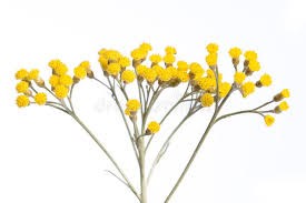 Image result for Helichrysum decorum