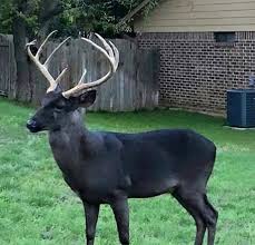 Goat deer stag animal nature wildlife mammal horns wild buck. Black Deer In Backyard How Rare Is This Color Variation