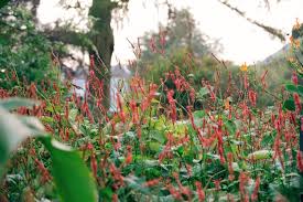 Image result for Persicaria