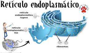 Resultado de imagen para RETICULO ENDOPLASMATICO