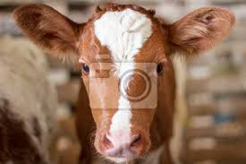 Listen to babykuh | soundcloud is an audio platform that lets you listen to what you love and share the sounds you create. Red Baby Kuh Kalb Kopf Auf Dem Bauernhof Fototapete Fototapeten Zucht Nutztiere Kalb Myloview De