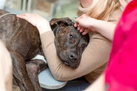 Pet emergency & specialty center (la mesa): Blog The Whole Pet Vet Hospital And Wellness Center