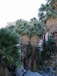 The desert fan palms native to california grow where there is water— for all that palm trees are associated culturally with the desert, they require an immense amount of water. Washingtonia Filifera Wikipedia