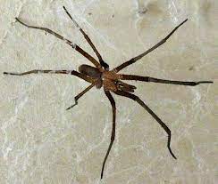We did not find results for: Southern House Spider Kukulcania Hibernalis