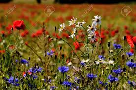 We did not find results for: Cette Photo Presente Marguerite Marguerite Bleuets Et Des Coquelicots Entoure D Un Champ De Coquelicots Fond Banque D Images Et Photos Libres De Droits Image 16822216