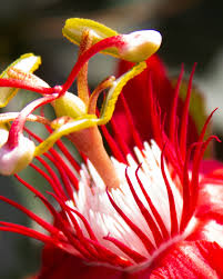 Image result for Passiflora vitifolia