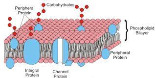 Carbohydrates can also be found. Cell Membranes Are Made Up Of A Phospholipids And Proteins Class 11 Biology Cbse