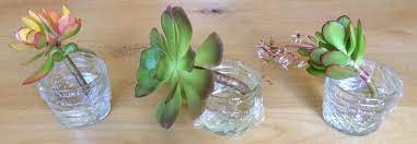 Order succulent plants, cuttings, seeds and more. Does Water Propagation Work For Succulents Succulent Plant Care