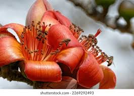 Image result for Bombax