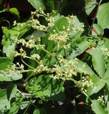 Image result for Cyphostemma montanum