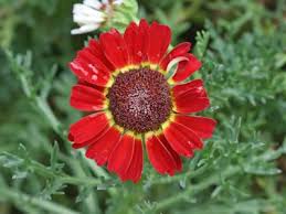 Image result for Glebionis carinata `German Flag`