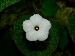 Image result for Ipomoea obscura