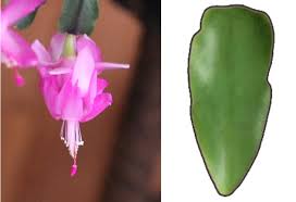 When the top inch is dry to the touch. Christmas Cactus Or Thanksgiving How To Id Your Plant