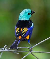 Birds Do It Bees Do It Lyrics Pin By Arlette Rush On Birds Butterflies Bees Bugs Beautiful Birds Colorful Birds Nature Birds