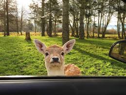 صور حيوانات مضحكه Cute Little Animals Cute Animals Funny Animals
