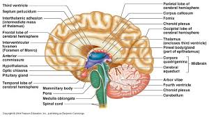 Biology How Life Works 3rd Edition Pdf Reddit Ch 12 Diencephalon Human Anatomy Picture Human Brain Diagram Human Body Organs Anatomy