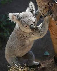 5 Tumblr Cute Little Animals Koala Koala Bear