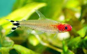 Even though i suggest that people keep schooling fish in groups of six, i think the more the better for neons. 5 Best Beginner Schooling Fish For Freshwater Aquariums Aquarium Co Op