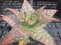 Image result for Aloe zebrina