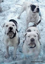 Metro, near, by, local, dog breeders, for adoption, to adopt, rescue. Blasco Family Bulldogs American Bulldogs Bandogges American Bulldog Breeders Bandogge Bandog Breeders