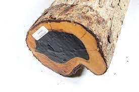 Image result for Dalbergia melanoxylon