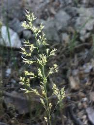 Image result for Agrostis isopholis