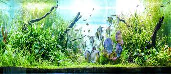 Best pet fish store near me. Top Aquarium Shops In Dubai Think Fish Aqua Art More Mybayut