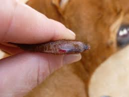 Image result for abscess dog's ear flap