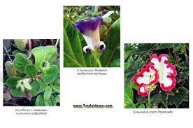 Gloxinia And Care For Them Tips Florists A Site About A Garden A Summer Residence And House Plants