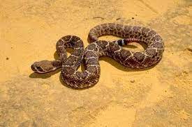 The Art Of Manliness Guide To Snakes Part 1 Know Thine Enemy Snake Rattlesnake Amphibians