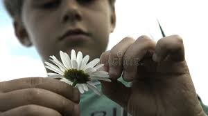 128 Daisy Flower Petals Off White Stock Photos