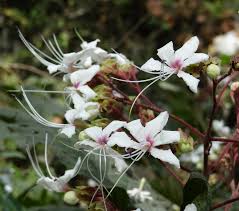 Image result for Clerodendrum umbellatum