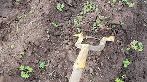Check spelling or type a new query. How To Weed Using A Dutch Hoe At The Market Garden With Farmer Govey Youtube